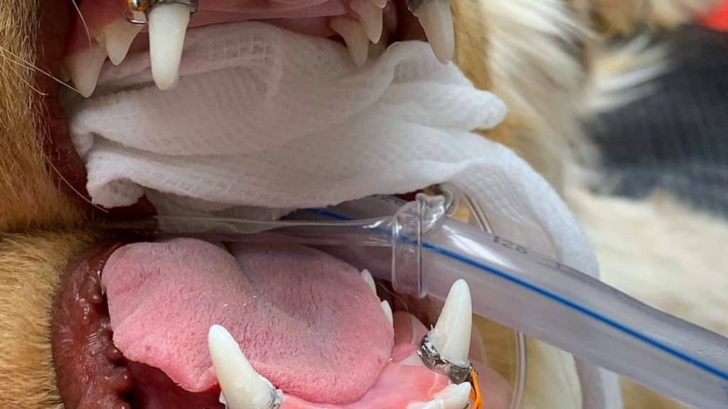 Veteriner Dental Ekipmanlar