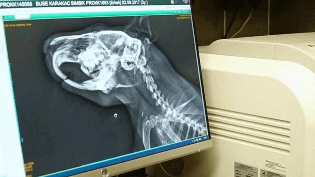 Dental Radyografi Sistemleri