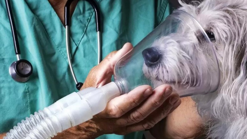 Pulmoner Fonksiyon Test Cihazları