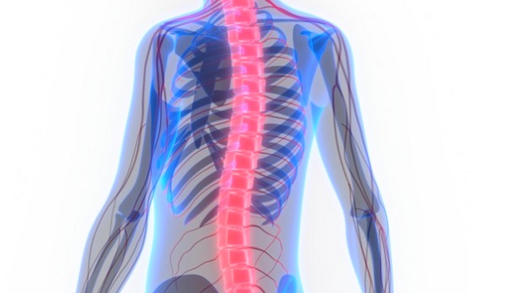 Spinal Destek Sistemleri